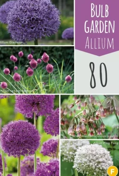 Bulb garden allium 80st