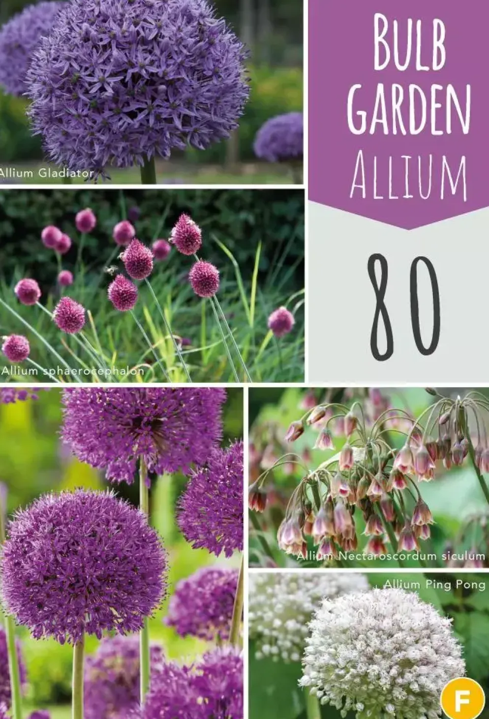 Bulb garden allium 80st
