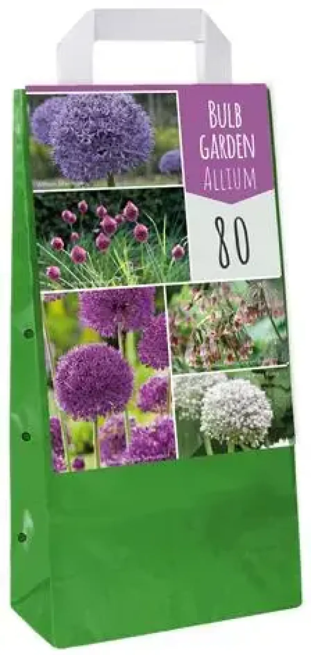 Bulb garden allium 80st