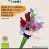 Buzzy® Lathyrus, Reuk- of Siererwt Spencer (BIO)