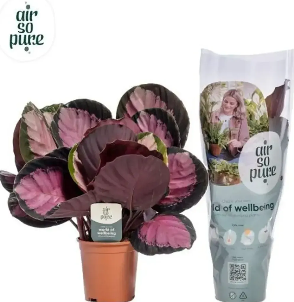 Calathea 'Crimson' (Pauwenplant) 50cm
