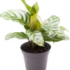 Calathea 'Freddie' (Pauwenplant) 13cm