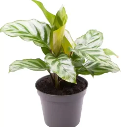 Calathea 'Freddie' (Pauwenplant) 13cm