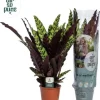 Calathea lancifolia 'Insigne' (Pauwenplant) 85cm