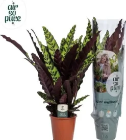 Calathea lancifolia 'Insigne' (Pauwenplant) 85cm