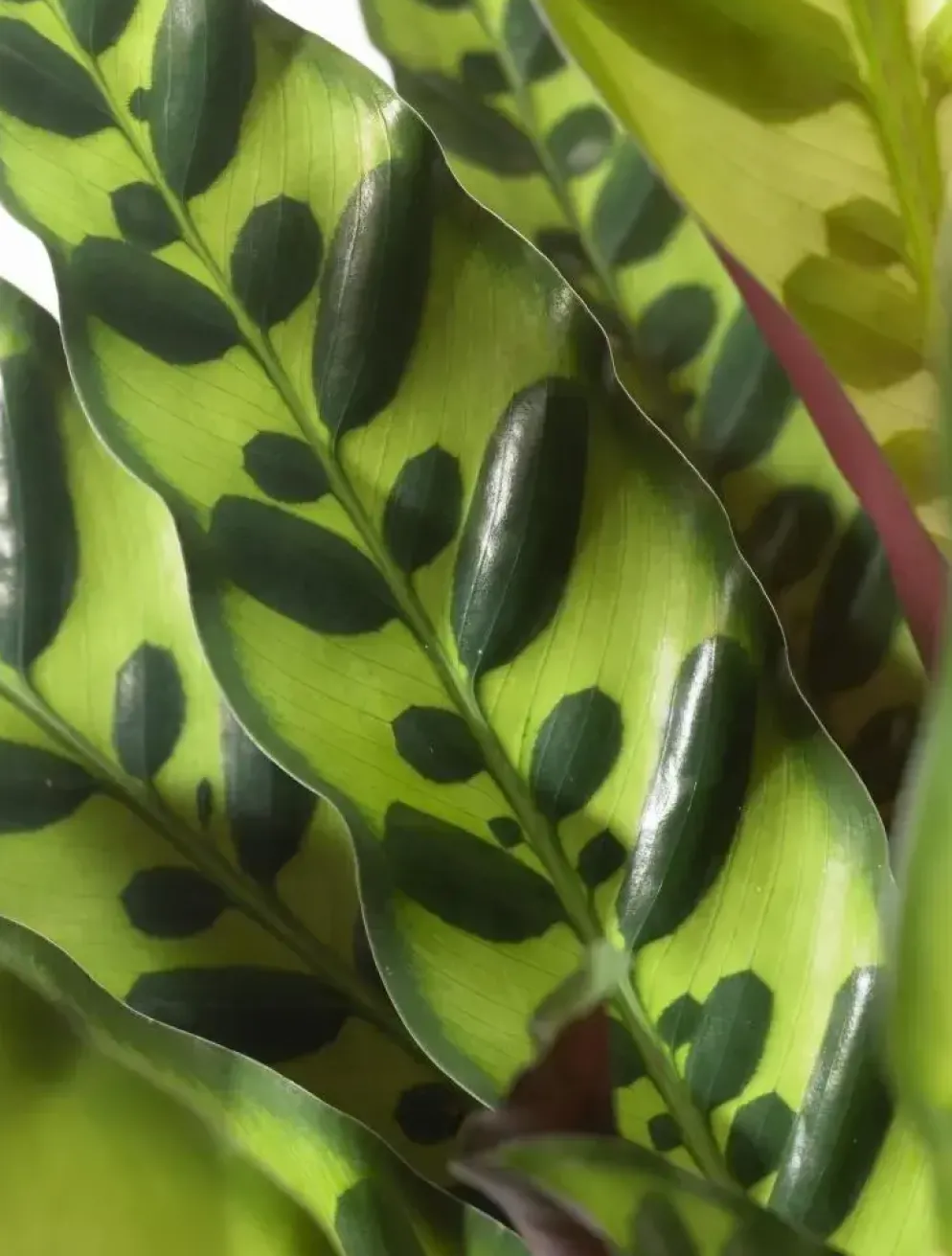Calathea lancifolia 'Insigne' (Pauwenplant) 85cm