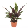 Calathea lancifolia 'Insignis' (Pauwenplant) 50cm