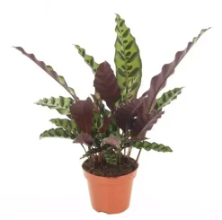 Calathea lancifolia 'Insignis' (Pauwenplant) 50cm