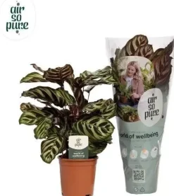 Calathea 'Makoyana' (Pauwenplant) 50cm