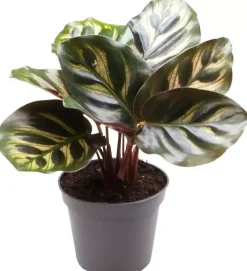 Calathea makoyana (Pauwenplant) 12cm