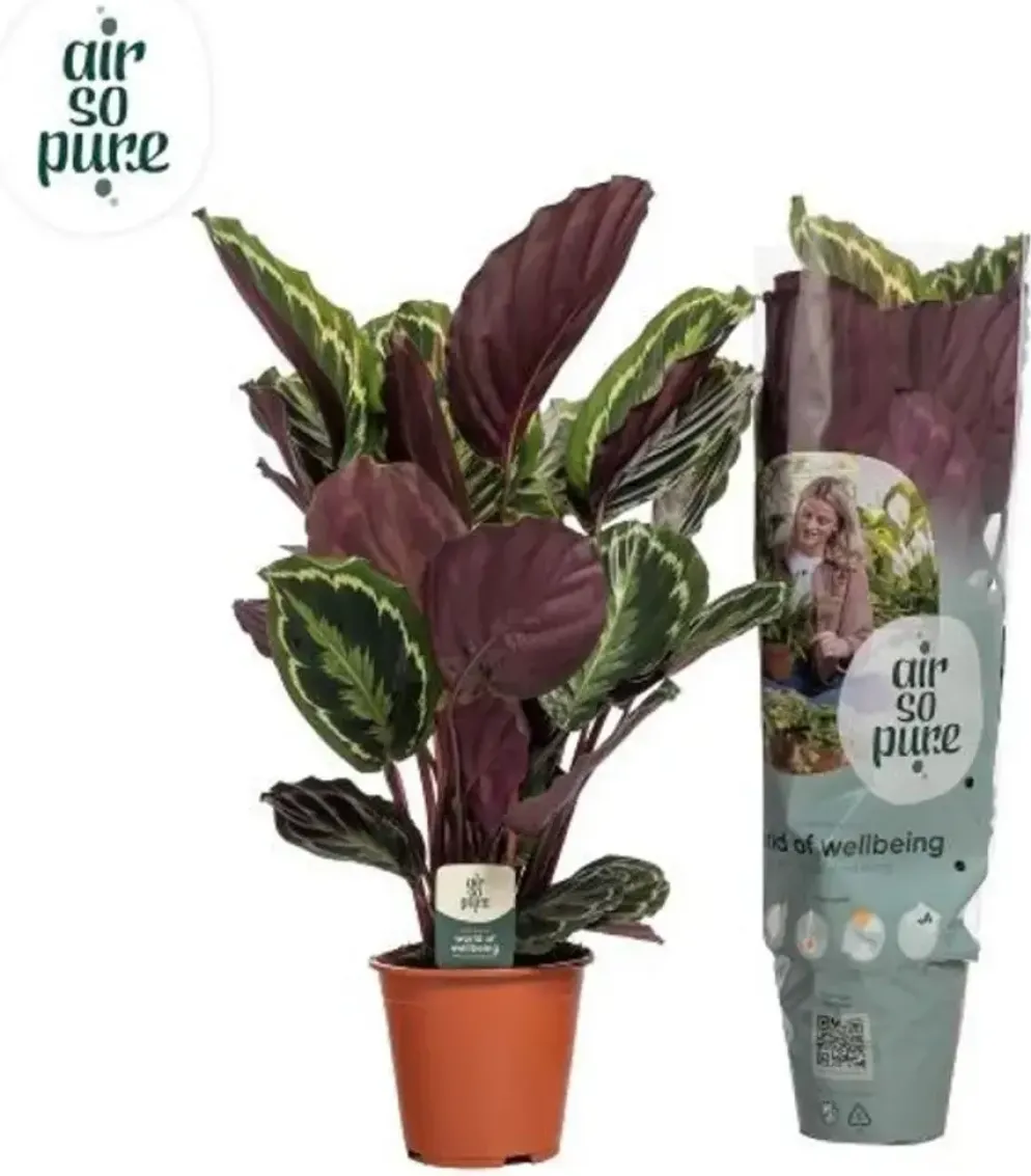 Calathea 'Medallion' (Pauwenplant) 85cm