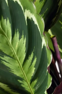 Calathea 'Medallion' (Pauwenplant) 85cm
