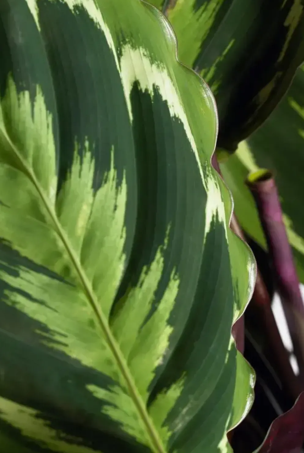 Calathea 'Medallion' (Pauwenplant) 85cm