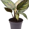 Calathea mieli (Pauwenplant) 12cm