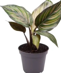 Calathea mieli (Pauwenplant) 12cm