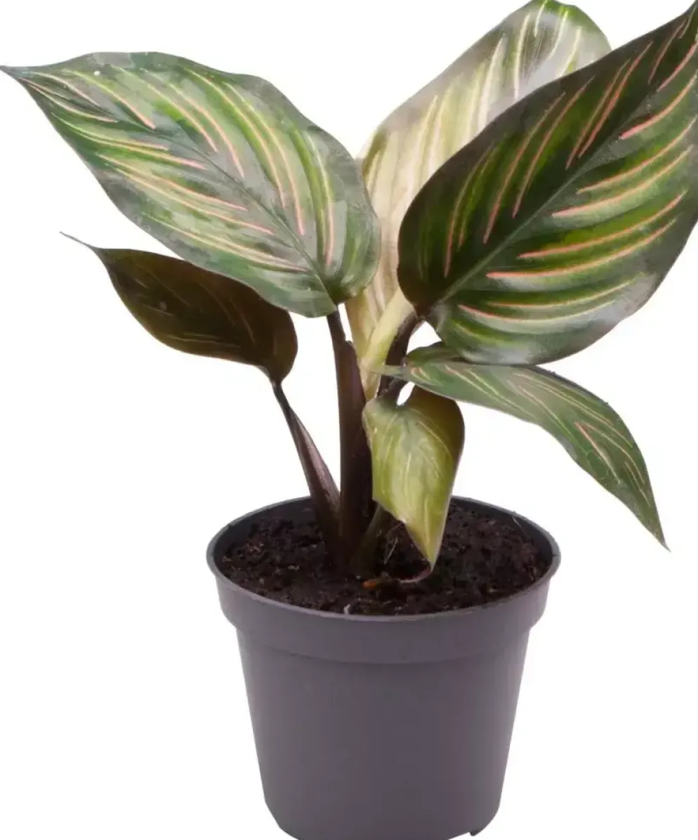 Calathea mieli (Pauwenplant) 12cm