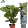 Calathea 'Orbifolia' (Pauwenplant) 85cm