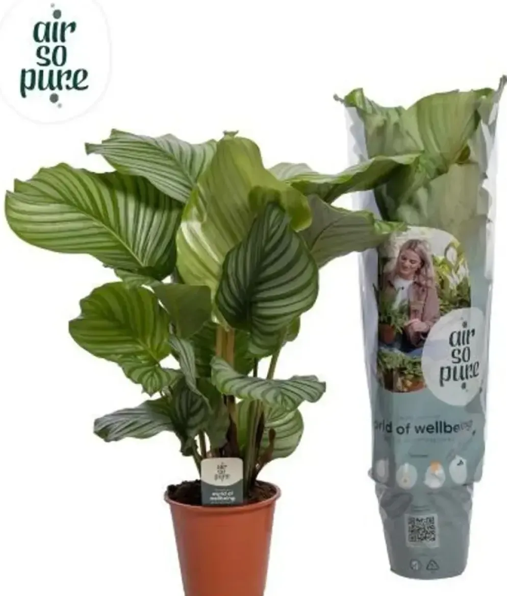 Calathea 'Orbifolia' (Pauwenplant) 85cm