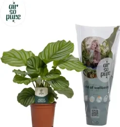 Calathea 'Orbifolia' (Pauwenplant) 50cm