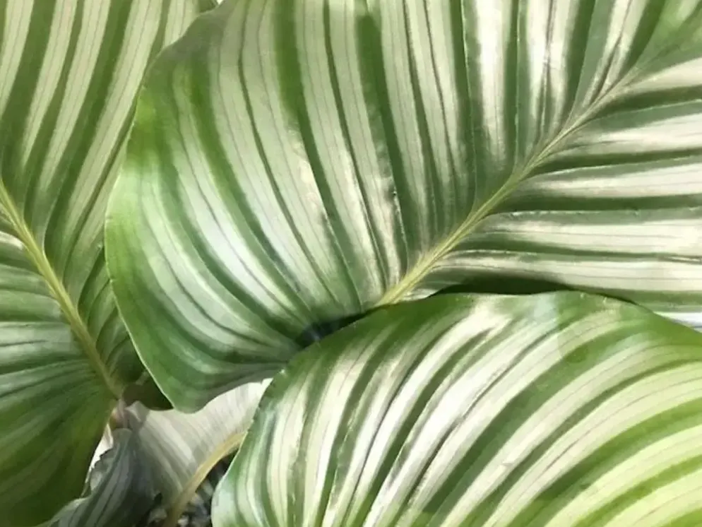 Calathea 'Orbifolia' (Pauwenplant) 50cm