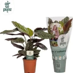 Calathea 'Ornata Sanderiana' (Pauwenplant) 50cm