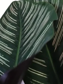 Calathea 'Ornata Sanderiana' (Pauwenplant) 50cm