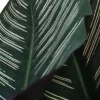 Calathea 'Ornata Sanderiana' (Pauwenplant) 85cm