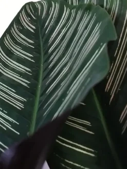 Calathea 'Ornata Sanderiana' (Pauwenplant) 85cm