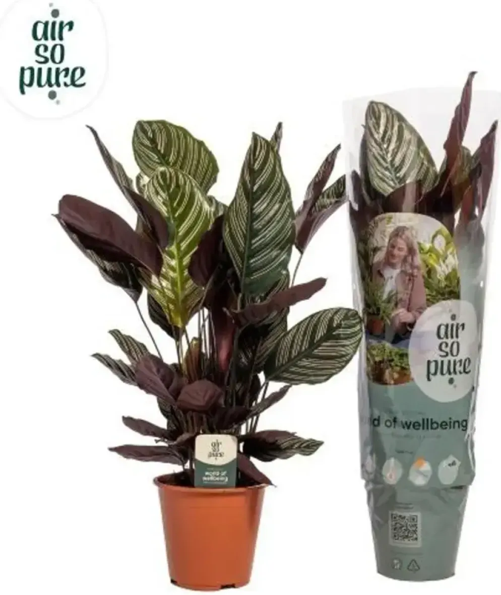 Calathea 'Ornata Sanderiana' (Pauwenplant) 85cm