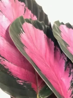 Calathea 'Roseo Crimson' (Pauwenplant) 50cm