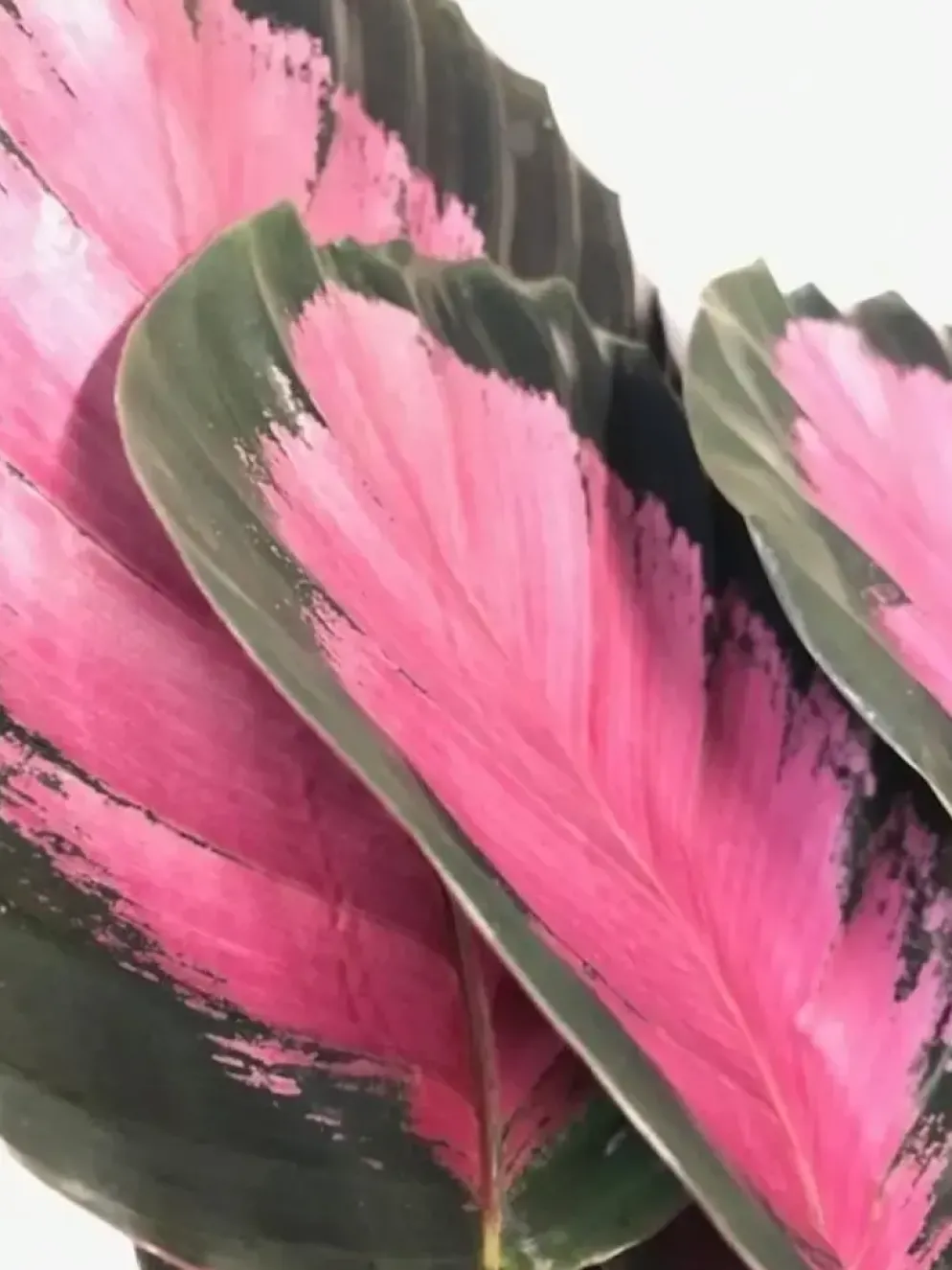 Calathea 'Roseo Crimson' (Pauwenplant) 50cm
