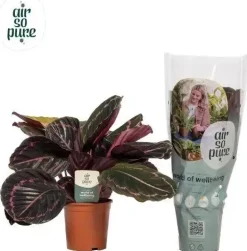 Calathea 'Roseo Dottie' (Pauwenplant) 50cm