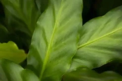 Calathea rufibarba 'Miroscha' (Pauwenplant) 50cm