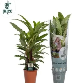 Calathea rufibarba 'Mirosha' (Pauwenplant) 85cm