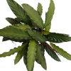 Calathea rufibarba (Pauwenplant) 60cm