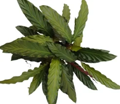 Calathea rufibarba (Pauwenplant) 60cm