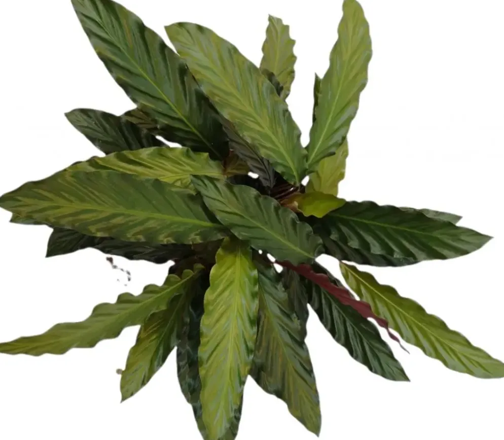 Calathea rufibarba (Pauwenplant) 60cm