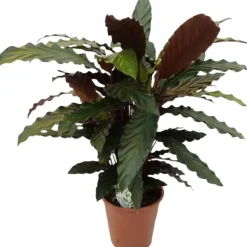 Calathea rufibarba (Pauwenplant) 60cm