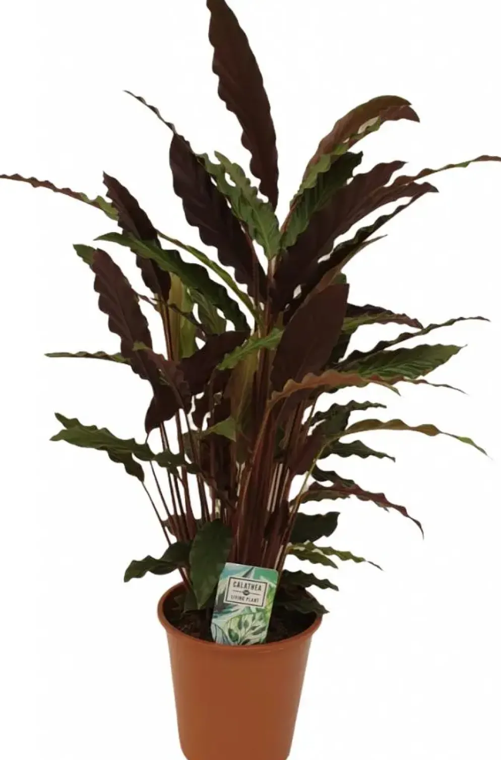 Calathea rufibarba (Pauwenplant) 60cm