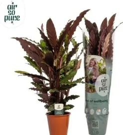 Calathea rufibarba (Pauwenplant) 85cm