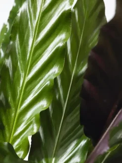 Calathea rufibarba (Pauwenplant) 85cm