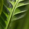 Calathea 'Warscewiczii' (Pauwenplant) 85cm