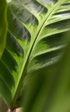 Calathea 'Warscewiczii' (Pauwenplant) 85cm