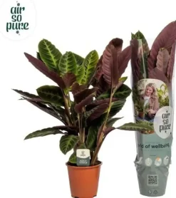Calathea 'Warscewiczii' (Pauwenplant) 85cm