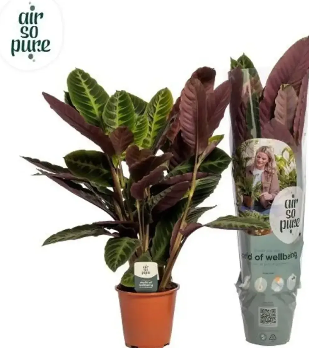 Calathea 'Warscewiczii' (Pauwenplant) 85cm
