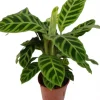Calathea zebrina (Zebraplant) 50cm