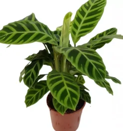 Calathea zebrina (Zebraplant) 50cm