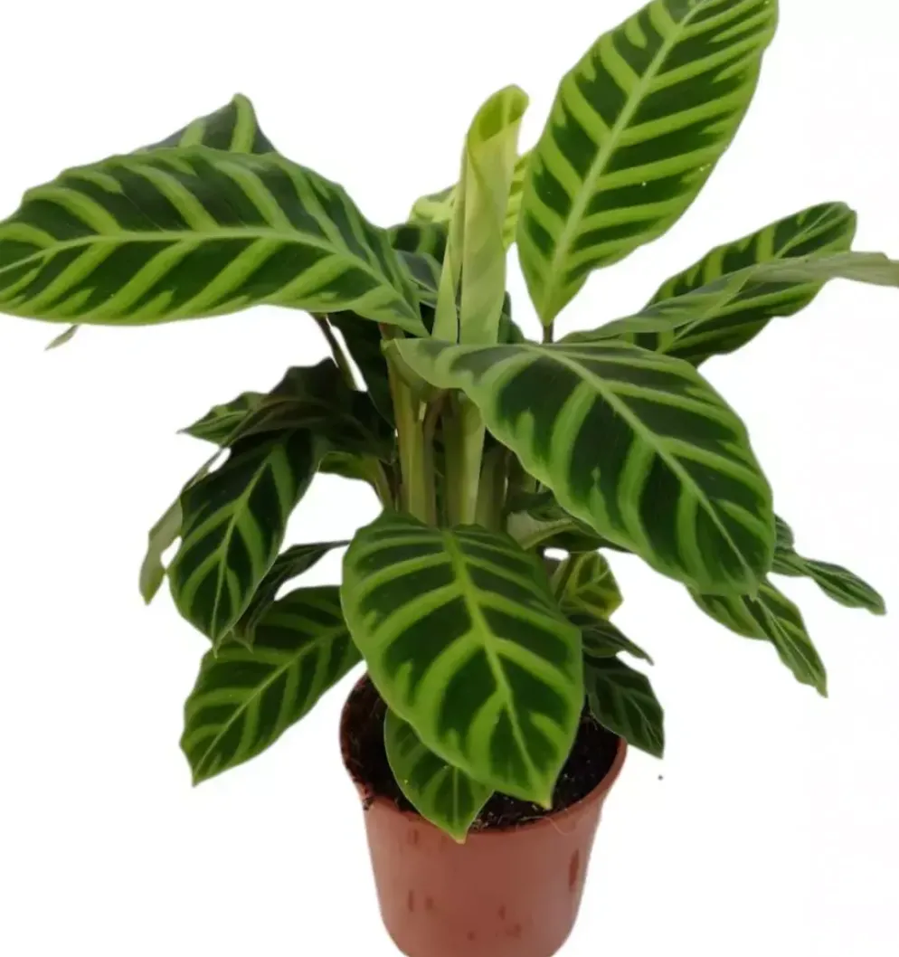 Calathea zebrina (Zebraplant) 50cm