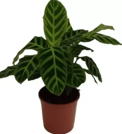 Calathea zebrina (Zebraplant) 50cm