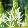 Camassia Leichtlinii alba 2 stuks